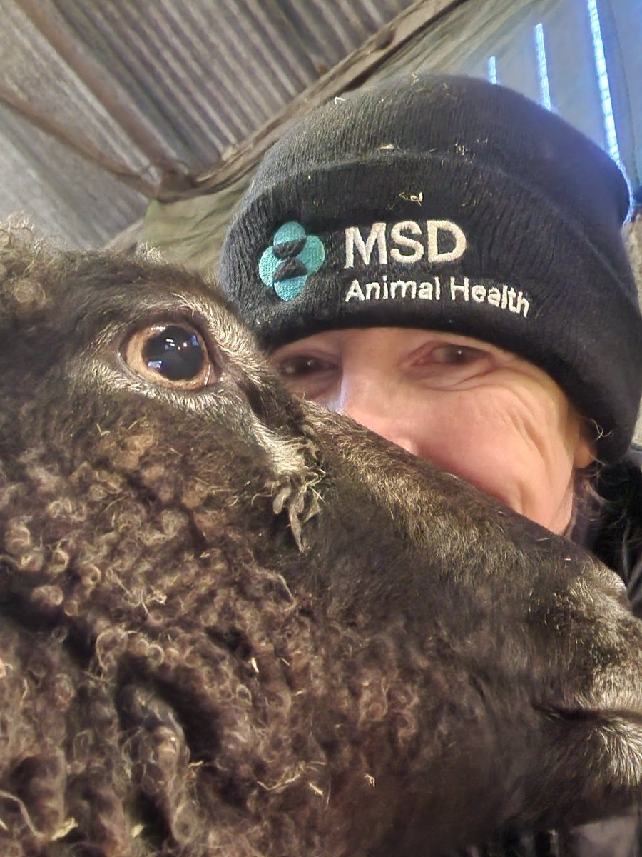 WPSSanctuary's tweet photo. Cuddle time with Blue ❤️
#animalsanctuary #sheep365 #petsheep #nonprofit #amazonwishlist #animallovers #foreverhome #sponsorasheep #cwtches
https://t.co/2mryl59BMN https://t.co/bZXIDlMt5v