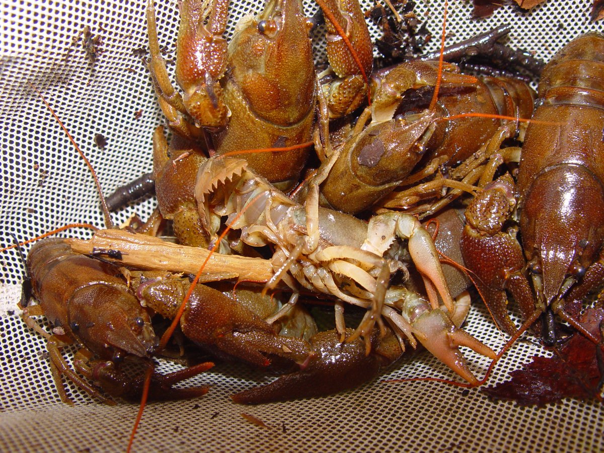 StaffsInvertScience tweet media