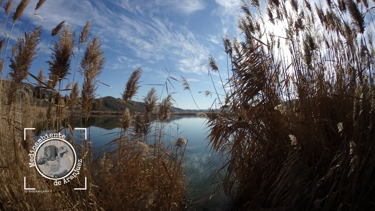Ya queda menos para Día mundial humedales, aquí tenemos el Mar de Ontígola abandonado a su suerte por las administraciones
Nos empeñamos en maltratar un punto caliente de biodiversidad y q es parada de aves migratorias
foto ene25'
#PaisajesVegasTajoJarama
#humedales
#Aranjuez
