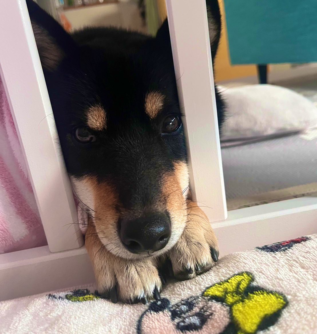 中に入れてくれと静かにお願いする犬がいた（ベビーサークル）