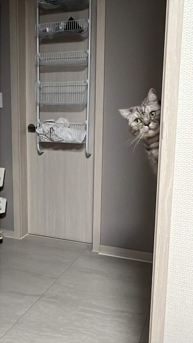 KittyCatCharlie's tweet photo. Meow https://t.co/HOzx5HIYzU