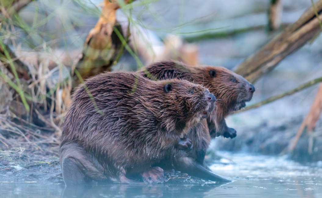 Waterschap niet blij met nieuw beverplan Provincie
Sinds 21 januari ligt er een nieuw beverplan (Fauna Beheerplan Bever). Voor het waterschap mist het plan hele belangrijke uitgangspunten. Lees het volledige persbericht: waterschaplimburg.nl/actueel/nieuws…