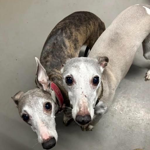 3 Please retweet to help 3 Whippets find a FOREVER OR FOSTER  home together #BOURNEMOUTH #DORSET #UK 
Sadly their owner has passed away 💔💔💔  
These 3 wee Whippets aged, 14, 10 and 8 years are recently bereft of their owner and in urgent need of either a permanent adoptive or