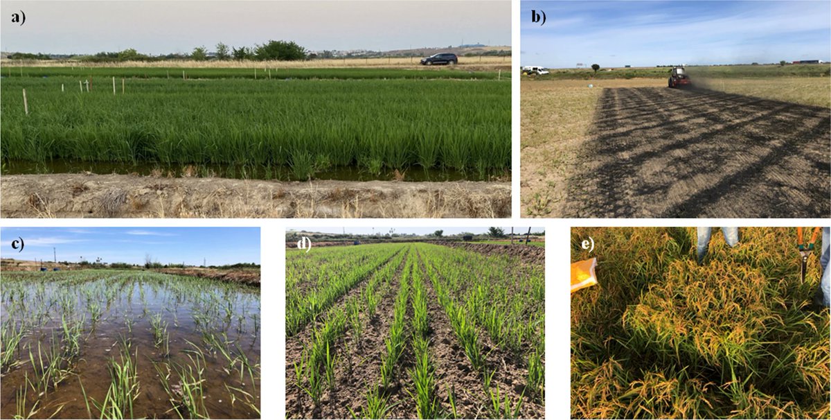 ASD_INRAE's tweet image. Vicente, L., Peña, D., Fernández, D. et al. Alternate wetting and drying irrigation with field aged biochar may enhance water and rice productivity. Agron. Sustain. Dev. 45, 6 (2025).
doi.org/10.1007/s13593…