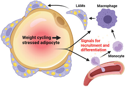 Advanced Biology (@adv_biology) on Twitter photo Curious about how lipid-associated macrophages accumulate in stressed adipose tissue? Dive into this review published in BioEssays for the latest hypotheses and potential therapies: doi.org/10.1002/bies.2…
<a href="/ProkeschL/">Prokesch Lab</a> #obesity #MetabolicSyndrome #LipidassociatedMacrophages Curious about how lipid-associated macrophages accumulate in stressed adipose tissue? Dive into this review published in BioEssays for the latest hypotheses and potential therapies: doi.org/10.1002/bies.2…
<a href="/ProkeschL/">Prokesch Lab</a> #obesity #MetabolicSyndrome #LipidassociatedMacrophages