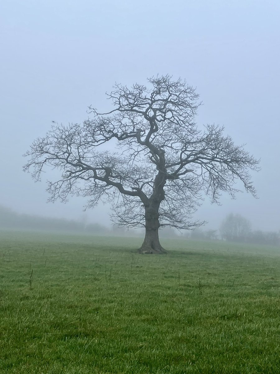 JudyCorbett's tweet photo. Another atmospheric morning in North Wales and I’m struck by the beauty of this tree: the black lungwork of its branches stark against the sheet of sky. https://t.co/lV1cxgzUnr