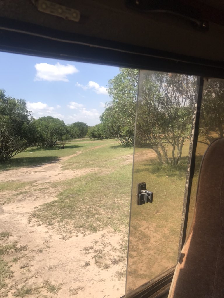 What animal is the picture taken today?