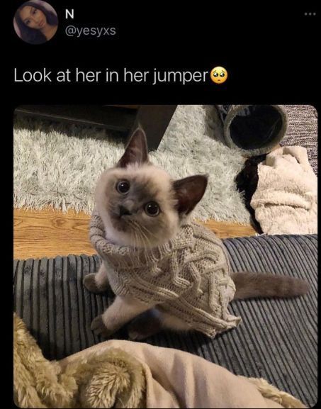 WholesomeMeme's tweet photo. https://t.co/1lhyzeSo7W