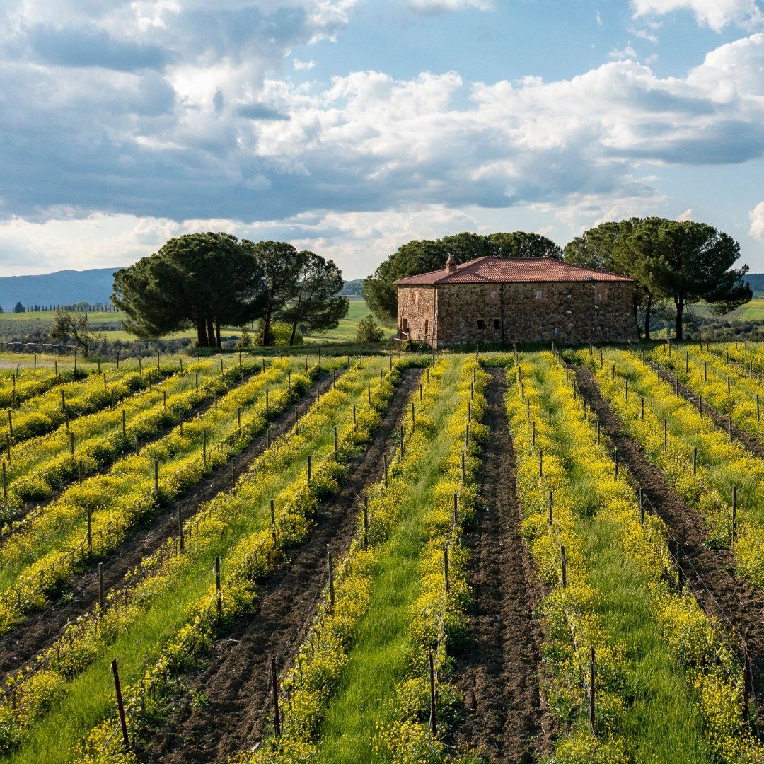Sostenibilità è la nostra responsabilità: cura del territorio e produzione sostenibile per un futuro d'eccellenza. Scopri di più: banfi.it/sostenibilita/
#banfiexperience #SustainableWine #winelovers