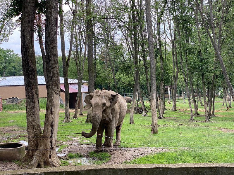 dima_donets's tweet photo. @Raptor_Lazy2 @nikicaga This Zoo is in Târgu Mureș. https://t.co/e2aaiXRCdi