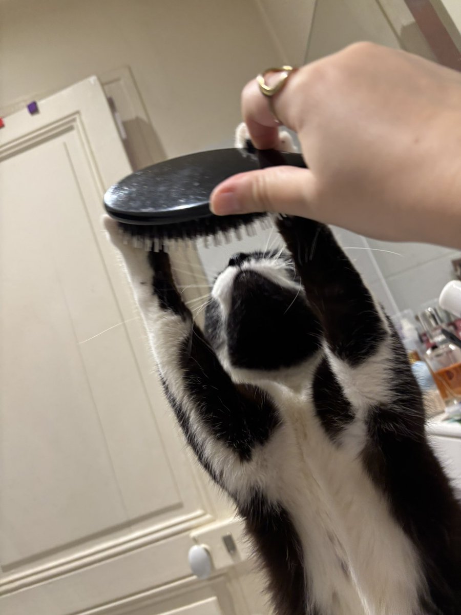 marcantoinecat's tweet image. HAIRSBUSH HAIRSBUSH HAIRSBUSH