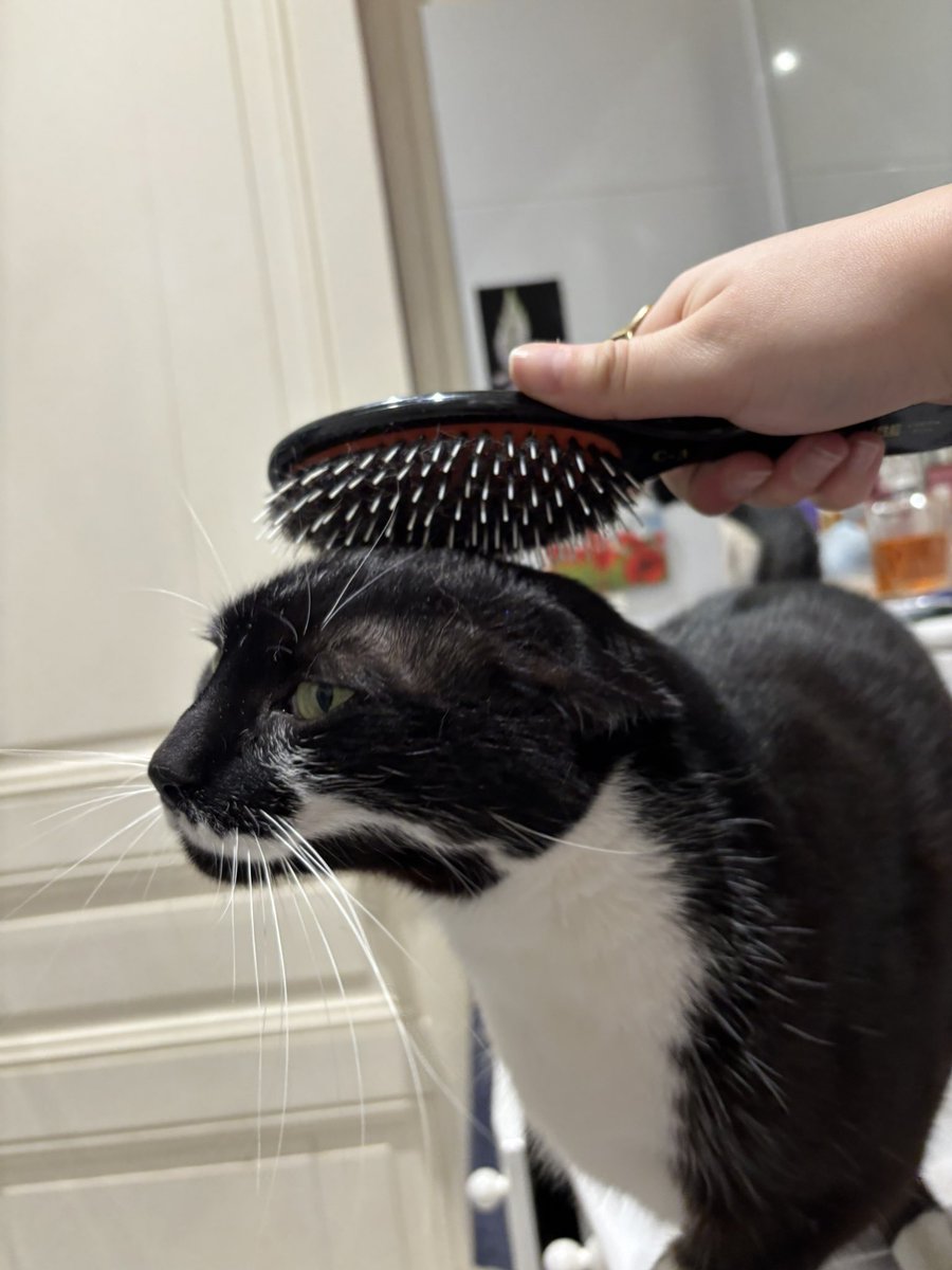 marcantoinecat's tweet image. HAIRSBUSH HAIRSBUSH HAIRSBUSH