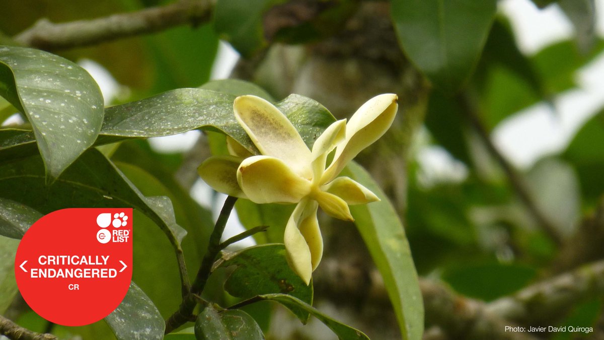 Trees are essential to support life on Earth, but did you know that more than one in three tree species globally are at risk of #extinction? 
 
Discover what can be done in a recent <a href="/IUCNRedList/">IUCN Red List</a> update.  
shorturl.at/JXsvd