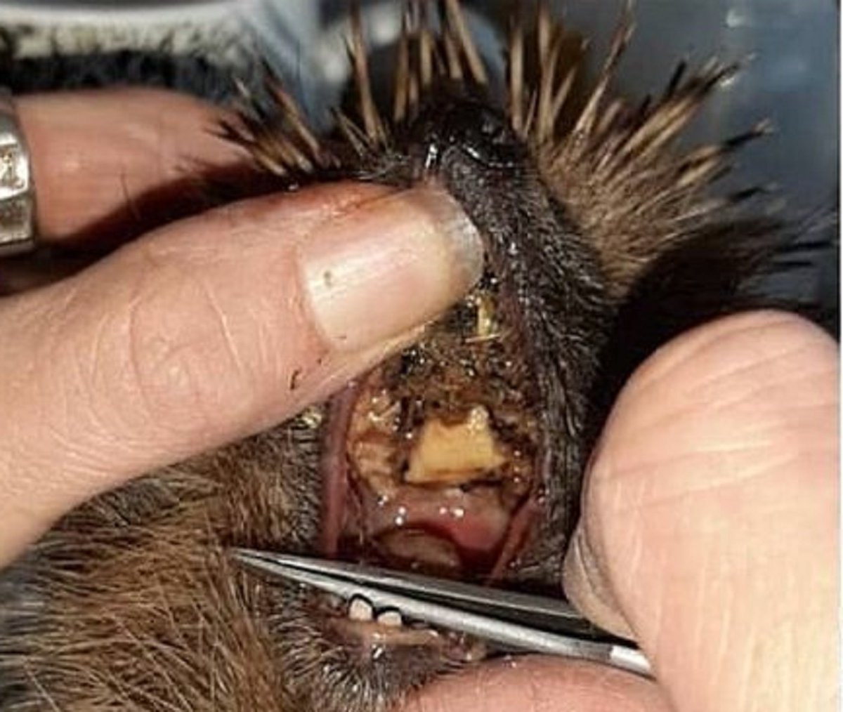 If you feed birds in your garden please ensure that any spilt ground food is cleaned away before dusk, and that any peanuts, mealworms, seeds, or sunflower hearts are up high, somewhere the hedgehogs can't reach them, as they are seriously harmful to hedgehogs.  
Apart from the