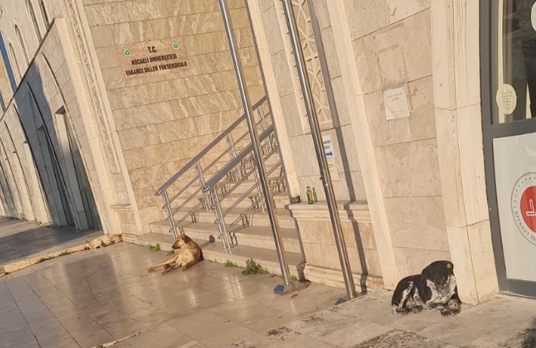 Kocaeli Üniversitesi kampüs,
Sayın Rektör <a href="/NuhZaferCanturk/">Prof. Dr. Nuh Zafer Cantürk</a> 

Öğrencilerin sağlık ve güvenliğini önemsiyor musunuz?

Atamanızı yapan Cumhurbaşkanımızın açıklamalarını dinliyor musunuz? 

Yasadan haberdar mısınız? 

Sayın <a href="/tahirbuyukakin/">Tahir Büyükakın</a> aynı sorulara cevabınız var mı? 

<a href="/Akparti/">AK Parti</a>