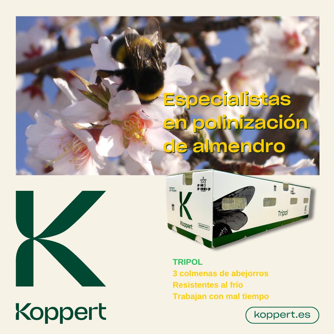 KOPPERT_ES's tweet photo. 🌱🐝 Mejora la polinización de tus almendros con nuestra colmena Tripol 🌱🐝
Para cultivos de floración temprana, impulsa el cuaje rápido y con calidad de tus almendros.
¡La naturaleza trabaja por ti!
Más info 👇
https://t.co/vI743CfPep
#Koppert #polinización #Tripol https://t.co/0CFYtqYZM1