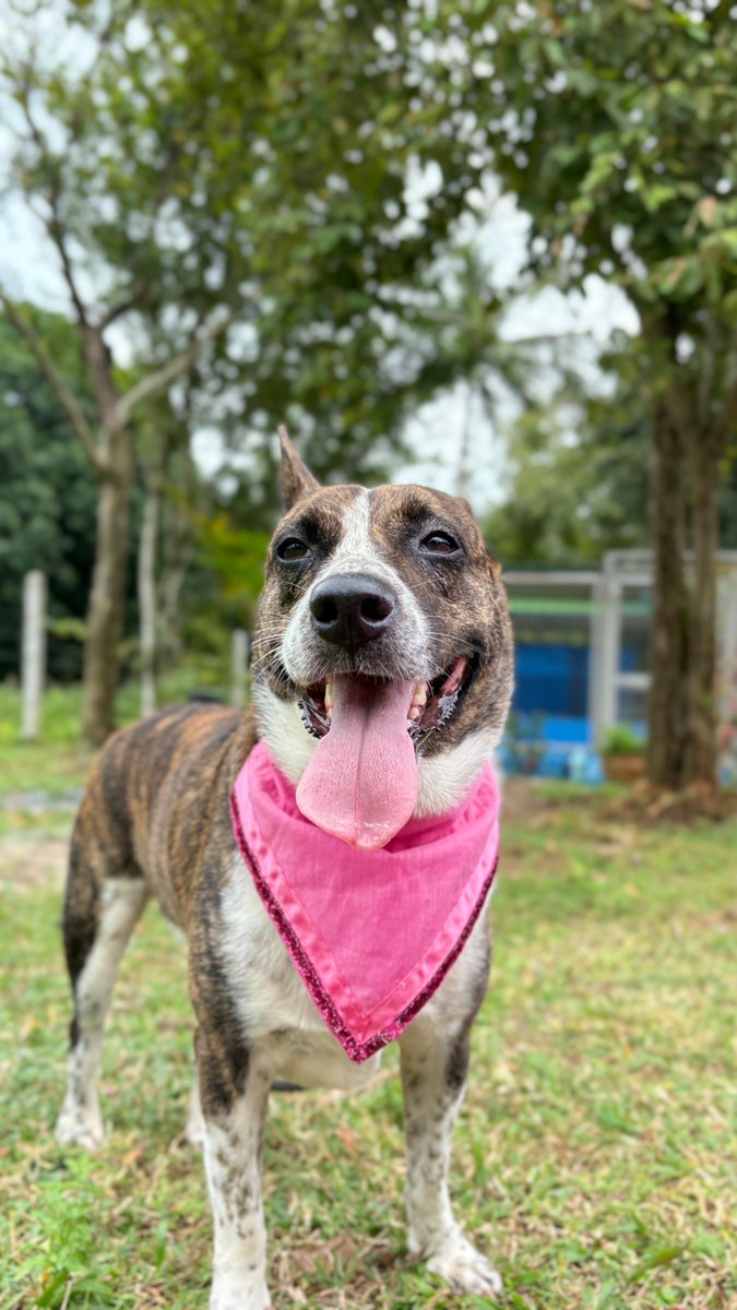 wearehappydoggo's tweet photo. Larry, Britney and Rolo are all looking for the forever home 🏠

⭐️ Larry is such a handsome dog who likes to spend his day snuggling and observing the Land. Larry loves human attention and is ready for a family that can give him lots of one-on-one time

⭐️ Britney (needs no introduction) has been with us for over 2 years at the Land and has recently made the brave decision to become a sociable dog! She’s expanded her circle of friends and has learnt to enjoy attention from people and dogs - we’re confident in the right home she’d blossom

⭐️Rolo was a street dog that Niall regularly fed on his feeding round. After being hit by a car we had to bring him to the land for an operation. He will always have a limp but this affectionate boy loves people and is ready to find his family

https://t.co/qnq3PEh4Ae