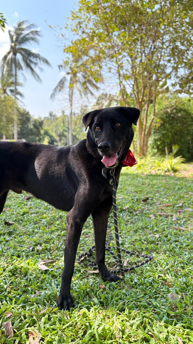 wearehappydoggo's tweet photo. Larry, Britney and Rolo are all looking for the forever home 🏠

⭐️ Larry is such a handsome dog who likes to spend his day snuggling and observing the Land. Larry loves human attention and is ready for a family that can give him lots of one-on-one time

⭐️ Britney (needs no introduction) has been with us for over 2 years at the Land and has recently made the brave decision to become a sociable dog! She’s expanded her circle of friends and has learnt to enjoy attention from people and dogs - we’re confident in the right home she’d blossom

⭐️Rolo was a street dog that Niall regularly fed on his feeding round. After being hit by a car we had to bring him to the land for an operation. He will always have a limp but this affectionate boy loves people and is ready to find his family

https://t.co/qnq3PEh4Ae