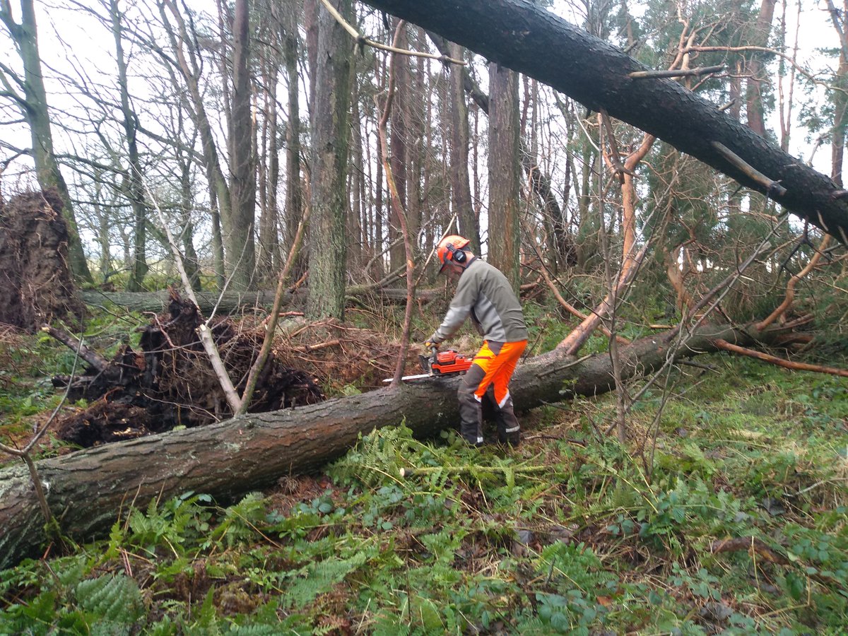 🌳STORM SEASON PREPARATIONS 🌲  

As we are in storm season, Scottish Forestry is keen to highlight that wind blow losses can be significant.   If you are not prepared then please read our comprehensive guidance asap: forestry.gov.scot/forestry-busin……… #windblow #winterstorms