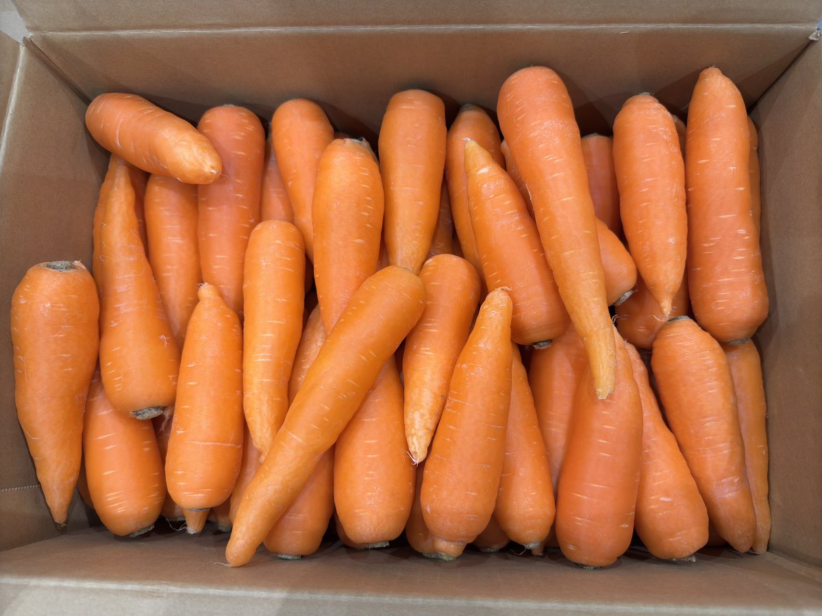 c_sama's tweet image. 静岡産優S、箱でセンリョウ