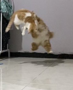 kochengfs's tweet image. Kcg! Komunitas terbang terbang