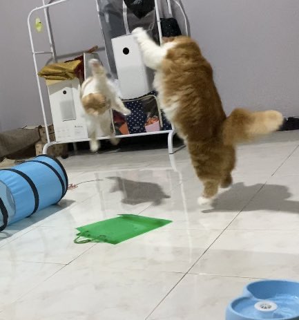 kochengfs's tweet image. Kcg! Komunitas terbang terbang