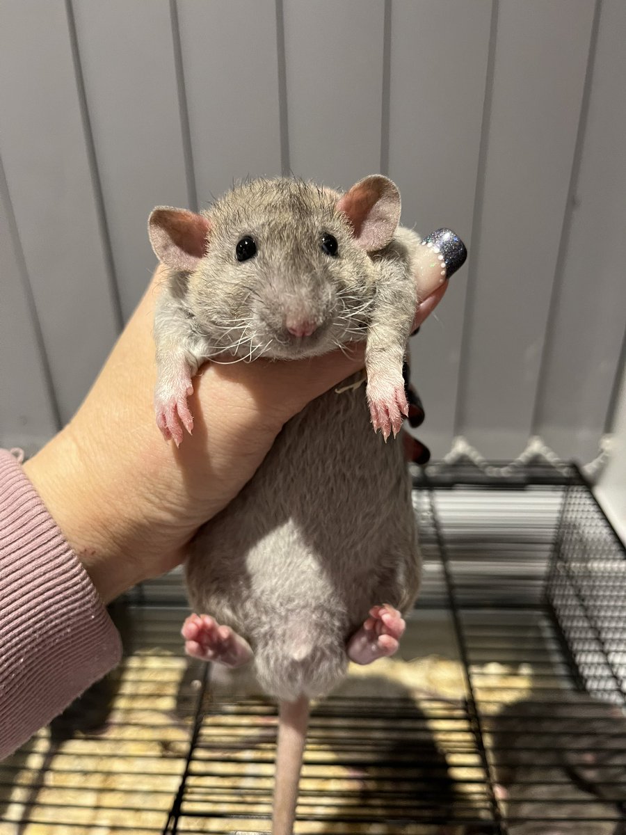 AuroraRattery's tweet photo. This little guy got named thanks to @Emi_ology Everyone meet Tucker #aurorarattery https://t.co/iQRACE5kNK