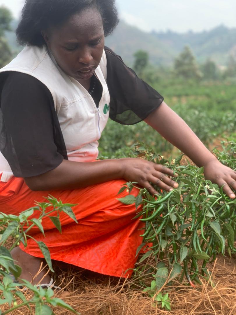 On Jan 21, 2025, we joined COAMALEKA &amp; <a href="/YEAN_Agro/">YEAN - Agriculture Extension & Advisory Services</a>  agronomists in Gikoro Scheme, <a href="/Kamonyi/">Kamonyi District</a>, to coach farmers on GAPs for sustainable vegetable farming.
Cold rooms for preserving chili, beans, cabbages &amp; carrots were emphasized! Together, we boost productivity!

#sustainableenergy
