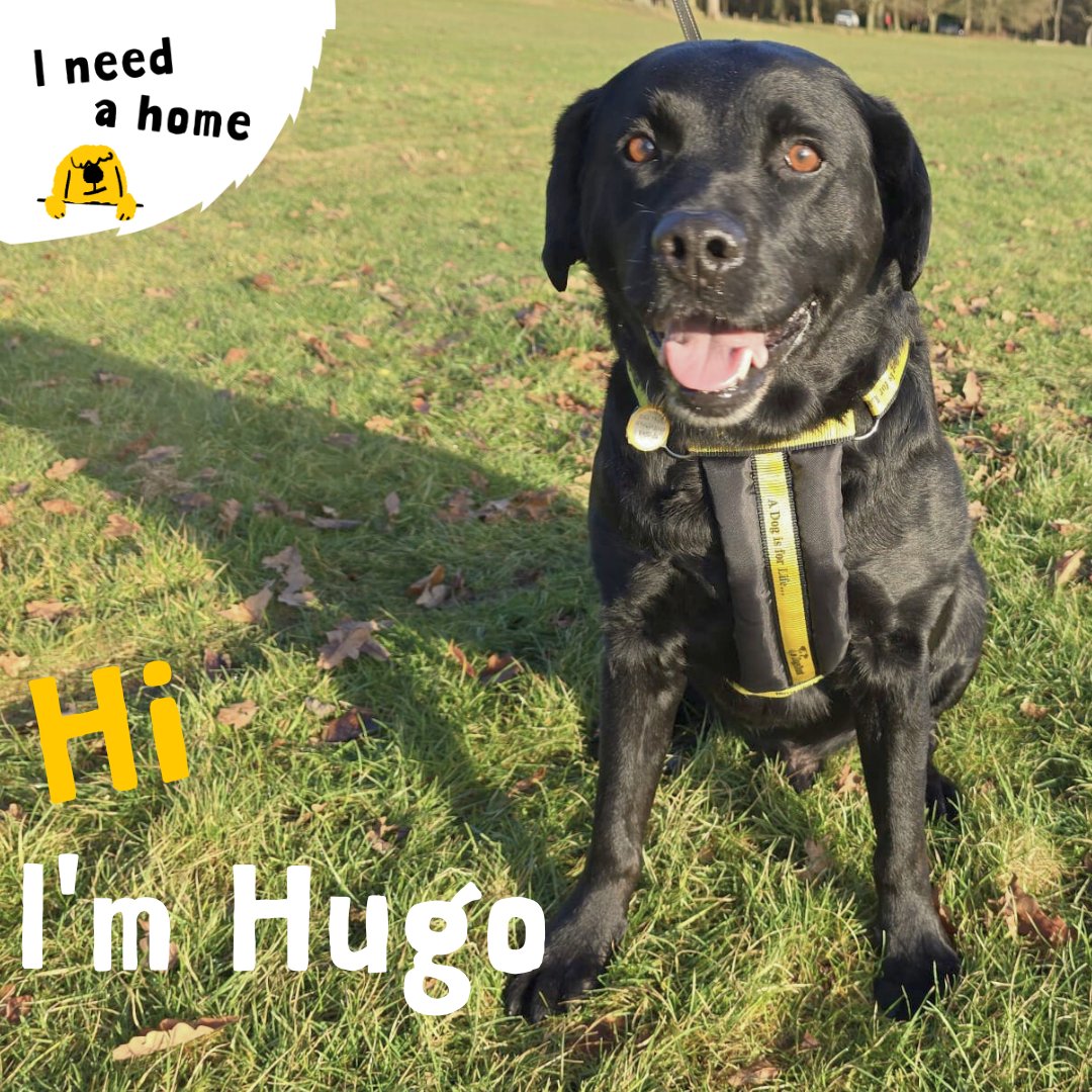Meet Hugo! 🐾

Hugo is a charming 10-year-old Black Labrador with a heart full of love. 💛 Whether it’s a stroll, a game of fetch, or snuggling up, Hugo makes every moment special. 🐶✨

He’ll soon be looking for his forever home—watch this space! 🏡

<a href="/DogsTrust/">Dogs Trust 💛🐶</a> #AdoptDontShop