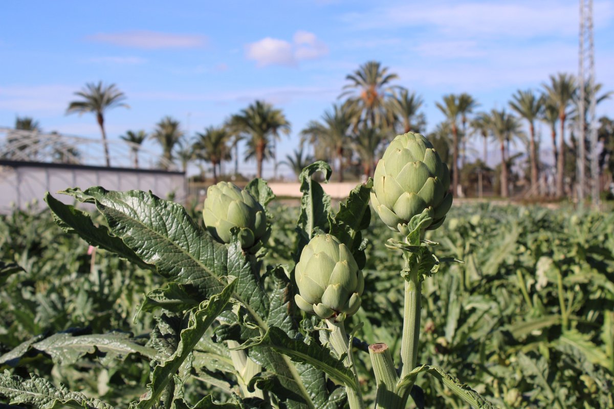 AgroNews Comunitat Valenciana tweet media