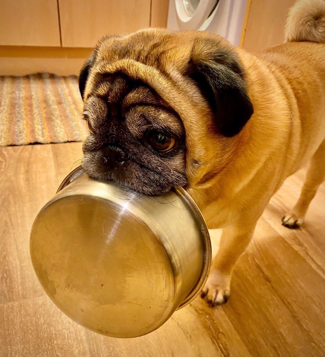 tal_helen's tweet photo. @buitengebieden He’s always doing it. Anytime of day whether it’s feeding time or not 😳 https://t.co/clb5t56r98