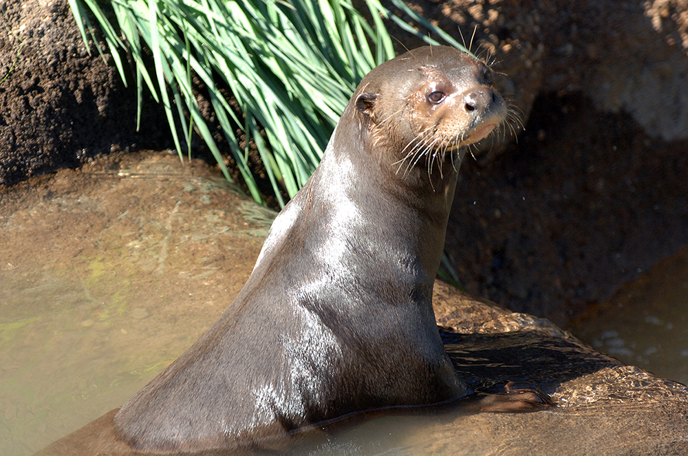 zoomiami's tweet photo. It is with bittersweet emotions that Zoo Miami announces the passing of “Kara,” Zoo Miami’s senior giant river otter-- the oldest giant river otter in the entire country. Learn more here: https://t.co/HBYYA6zS4w

📸: Ron Magill https://t.co/fR8yH6egao