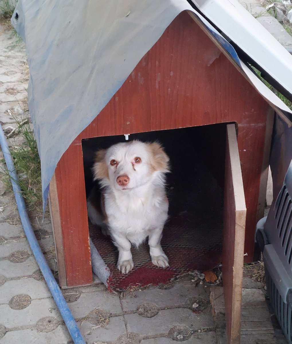 Boncuk Benim kızım şanslı'nın annesi.. birkaç ay önce öğrendim bunu. Benim çalıştığım yerde bir şef var sürekli küçük ırk köpek getiriyor. 3 oldu ben aldım,biri öldü biri bende,biride Yuvasında.
Boncuk geldiğinde hamileymiş bebeklerini ona buna verdiler. Asla yuva bulmama izin+v