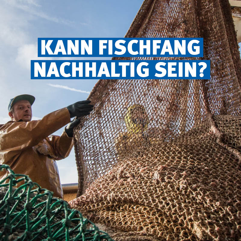 Die Antwort ist Ja, nachhaltige #Fischerei ist möglich! 🐟

Wenn wir den Meeren nur so viel entnehmen, wie auch wieder nachwachsen kann, können Fischbestände langfristig gesund bleiben. Wildfisch ist eine produktive, natürlich nachwachsende Ressource, die sich bei nachhaltiger