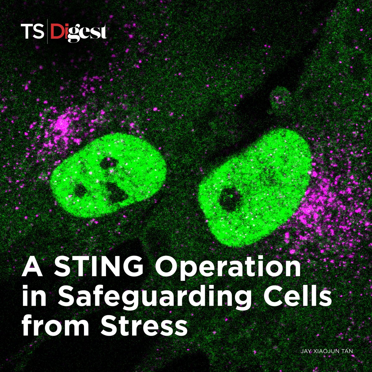 TheScientistLLC's tweet image. The STING protein is known for its role in innate immune signaling.
Recently, @JayXiaojunTan and his team @PittTweet uncovered a new function of STING—boosting lysosome production to help cells manage stress and clear waste.
Read more: bit.ly/40Dzb9p