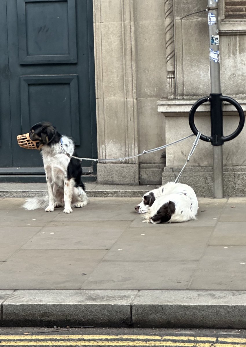 Londra’da markete giden sahibini dışarıda bekleyen köpekler. Birinin ağzı kapalı. İşte bu insana duyulan saygı ve medeniyet göstergesi.