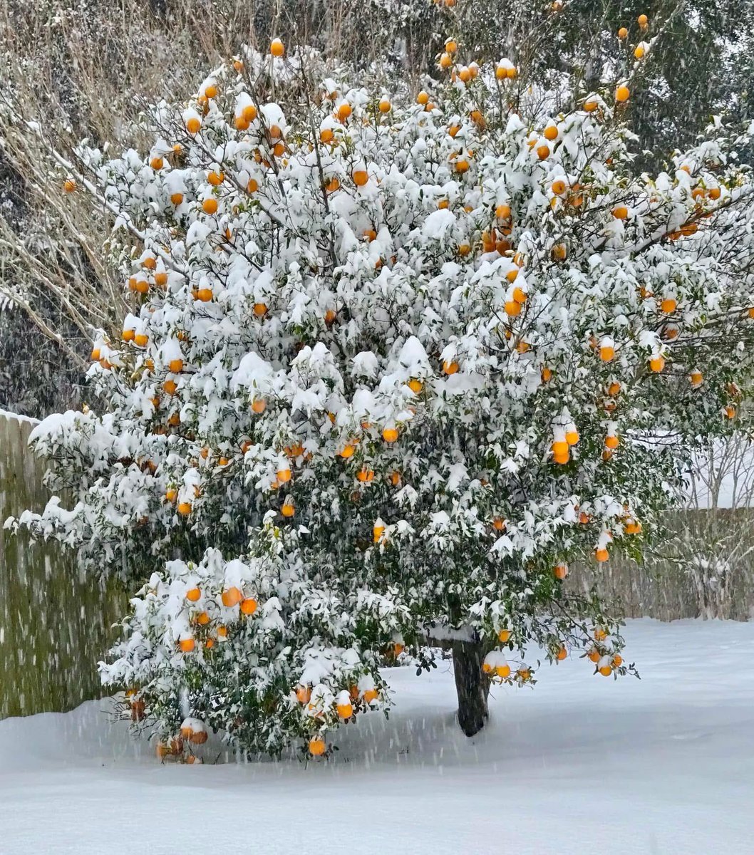 SweetHeartbrok's tweet photo. Snow covered orange tree in Florida! So cool https://t.co/Ai8AxMnMJI