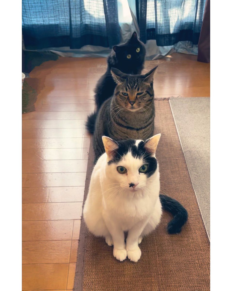 chococo_ringo's tweet photo. 縦列駐ニャ𓈝

#猫のいる暮らし 
#ネコ
#猫 https://t.co/EpUxdWKZbU