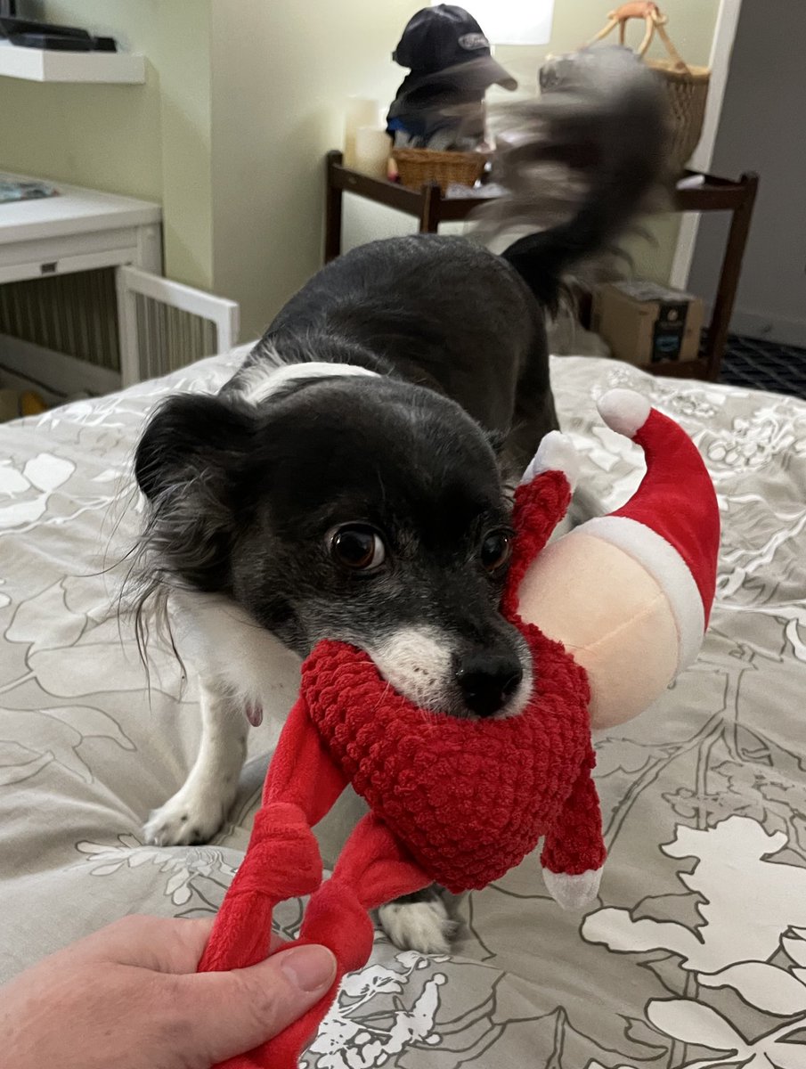 I has been missing all mine toys of late. I found them hiding out near mine Momma! And so the work begins to take ‘em all back.  This could take awhile, she’s stronger than I thought.
#dogs #dogsoftwitter #dogsofx