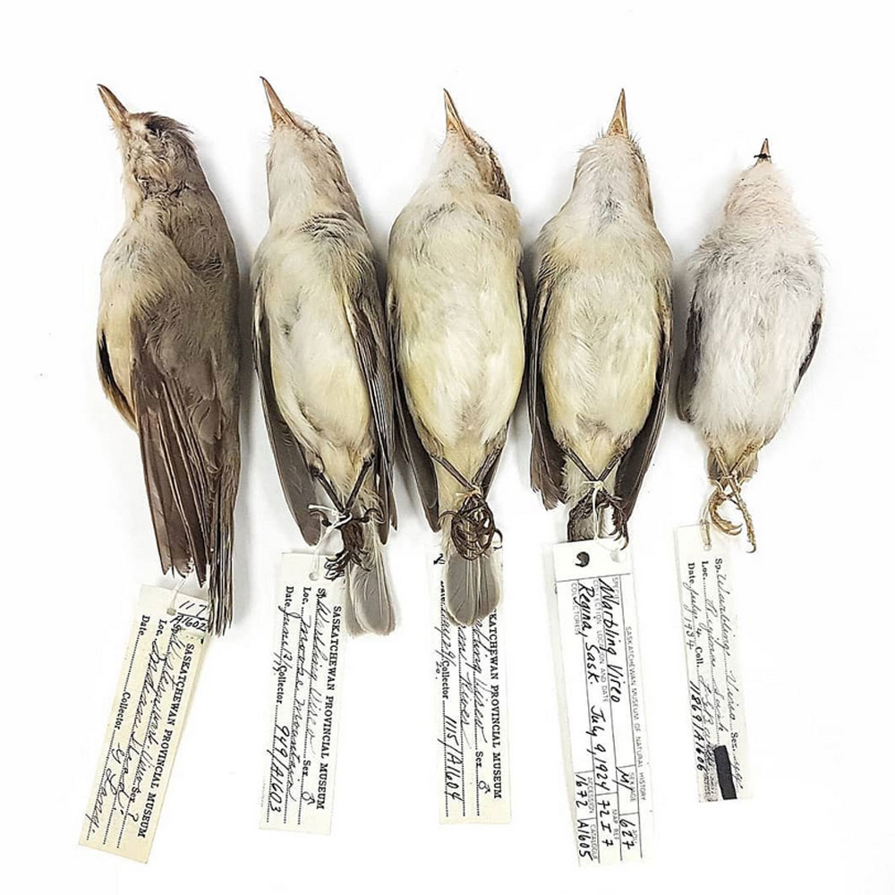 Royal Saskatchewan Museum tweet media