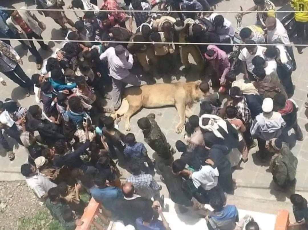 *مستحيل تحصل أسد مدوخ وسط الشارع إلا* *في اليمن* ..😂

 *ي عيباه ضاعت هيبة الاسد😢* 😂😂