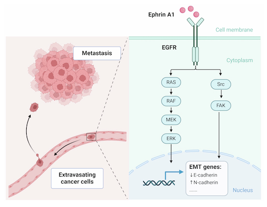 Ephrin A1 functions as a ligand of EGFR to promote EMT and metastasis in gastric cancer
Wei Zhuo, Tianhua Zhou and coworkers
embopress.org/doi/full/10.10…
