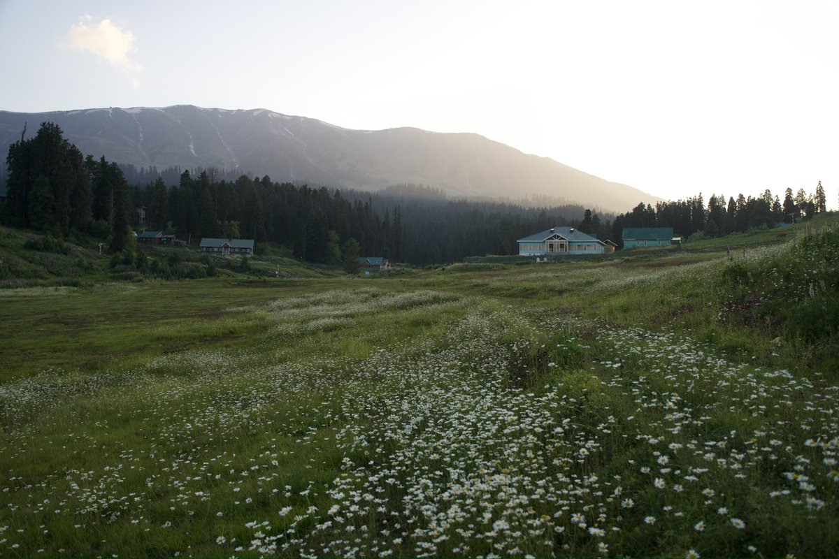KashmirTML's tweet photo. The valley of flowers.
#Kashmir https://t.co/UO6MR28Ajy