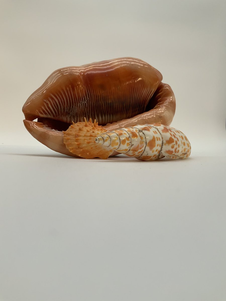 BromsSchool's tweet photo. Some great shots using our new photography light box by Hattie M (Lower Fourth) for her ‘Sealife’ theme. This equipment is a great edition to the Art and Design department, enabling students to take more professional photographs for their coursework.
#BromsArt #BromsFourthForm https://t.co/zi7Xk9jUgL