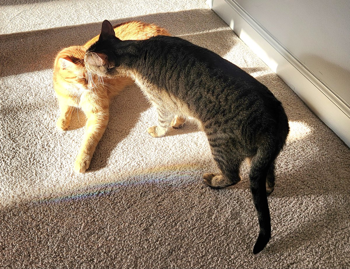 BethP9999's tweet photo. Good #WintryWednesday morning. It's 7°, it's cold, and she is not in the mood for brother antics. Therefore, she hissed at him. So, she was told, "Kindness is like snow. It beautifies everything it covers." Alright. She could use a little beauty today. Have a wondrous one! https://t.co/JK4f8trDcT