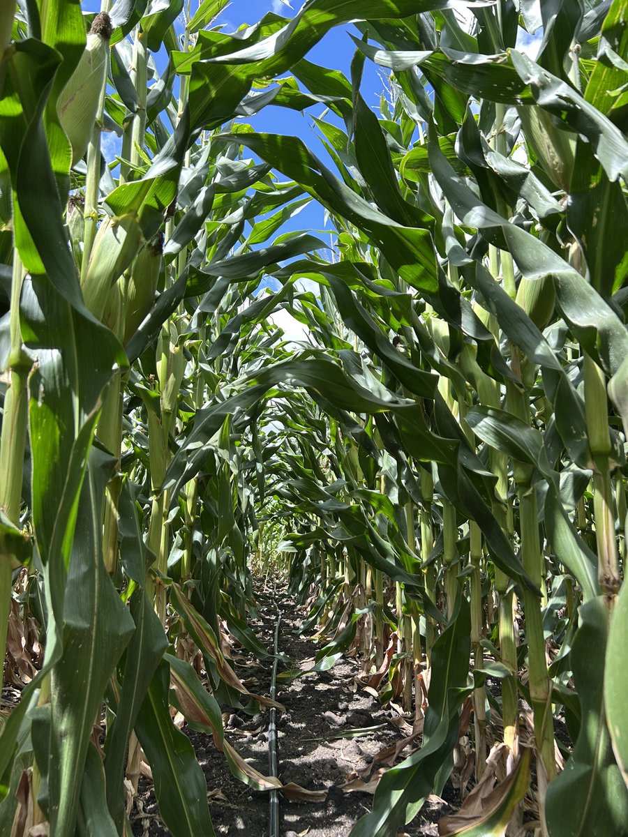 Santiago Bayce tweet media