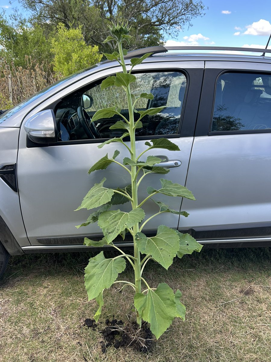 Recorrida por maíces y girasoles LG

🌽 SRM 6620 VT3P 
🌻 LG 50760 CL