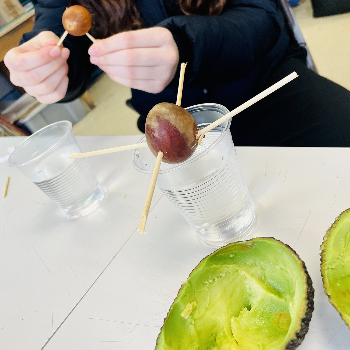 Today in Currieco we had avocado for lunch and then set the stones in water. We will enjoy watching them root and grow into plants… 🥑🌱 #ecoschoolsscotland <a href="/curriechs/">CurrieCHS</a>