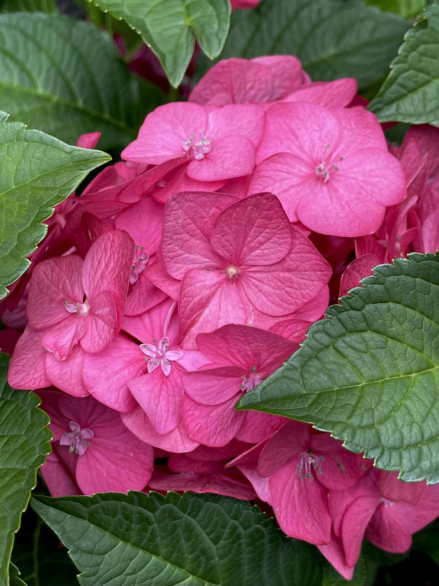 SandraBeeKind's tweet image. When one tugs at a single thing in nature, he finds it attached to the rest of the world.
– John Muir

#FlowerReport #MyGarden
#FlowerHunting #Gardening 
#Flowers #Hydrangea