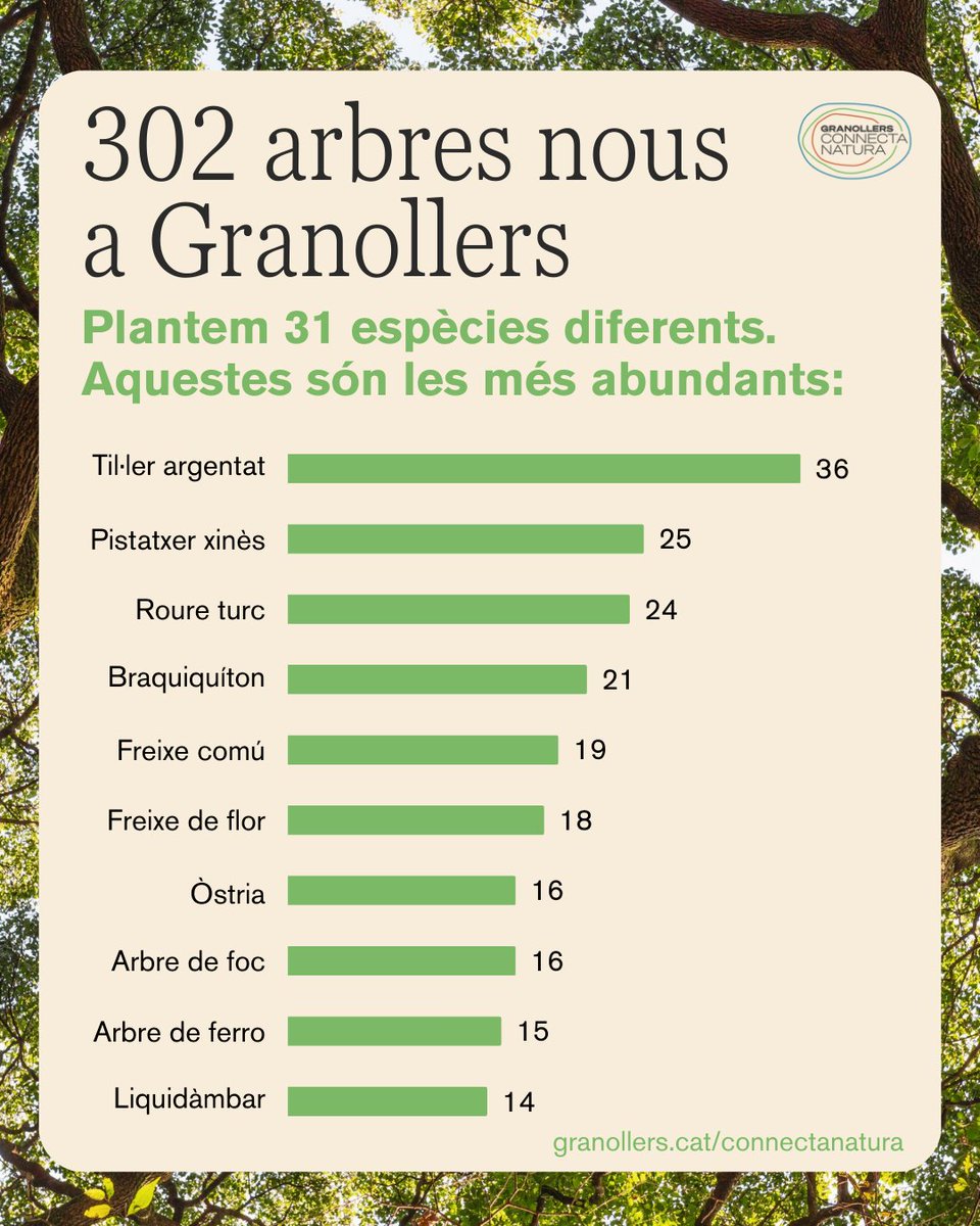 🌳 Continuen les plantacions d’arbrat a la ciutat amb 31 espècies diverses, resistents a les altes temperatures i a la sequera, que milloren la biodiversitat, la salut i el benestar de les persones. 👇

<a href="/FBiodiversidad/">Fundación Biodiversidad</a> #ProyectosPRTR #PlanDeRecuperación #GranollersVerd